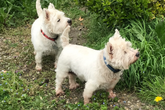 2_westies
