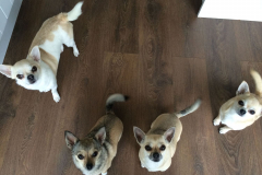 4_Chihuahuas