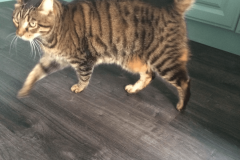 Cat-Alfred