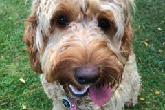 Cocker
