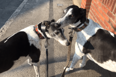 Greyhounds2