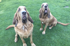 blod_hound