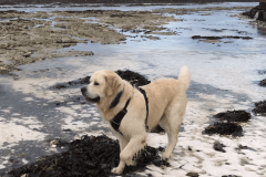 murphy