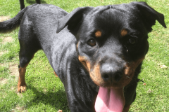 roxi